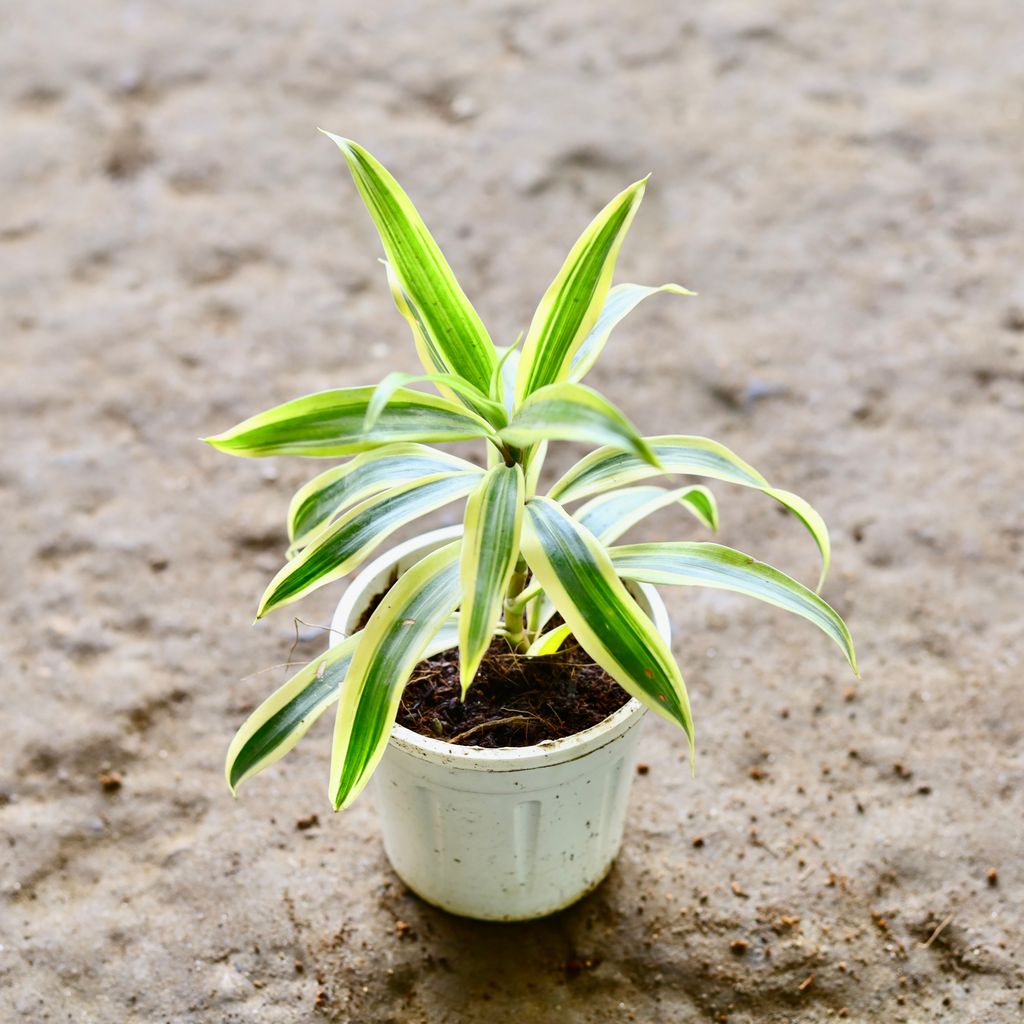 Song Of India in 4 Inch White Nursery Pot