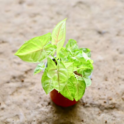 Buy Syngonium Golden in 4 Inch Nursery Pot Online | Urvann.com