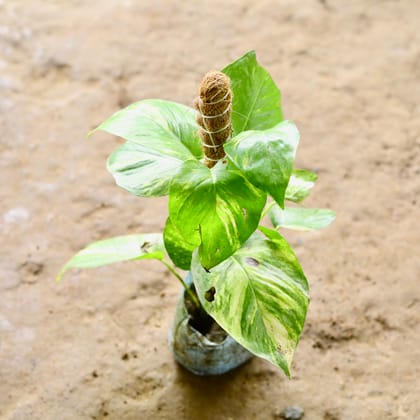 Buy Money Plant Green With 1 Ft Stick in 4 Inch Nursery Bag Online | Urvann.com