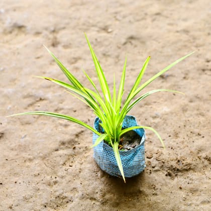 Buy Pandanus Yellow in 4 Inch Nursery Bag Online | Urvann.com