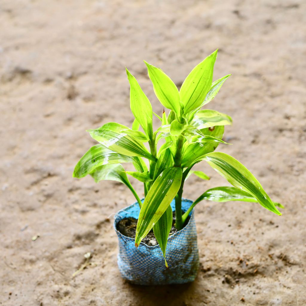 Golden Lucky Bamboo in 4 Inch Nursery Bag