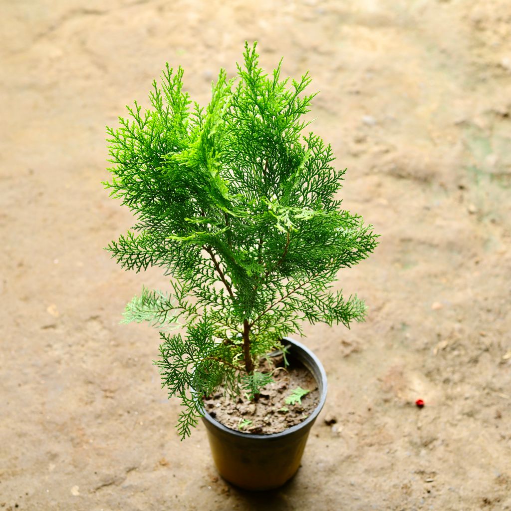 Morpankhi Golden in 6 Inch Nursery Pot