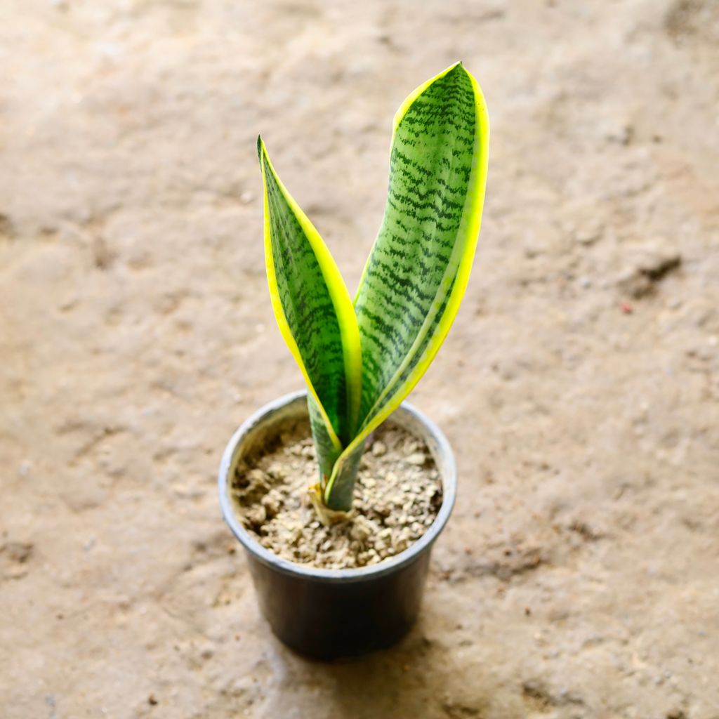 Snake Golden Long in 6 Inch Nursery Pot