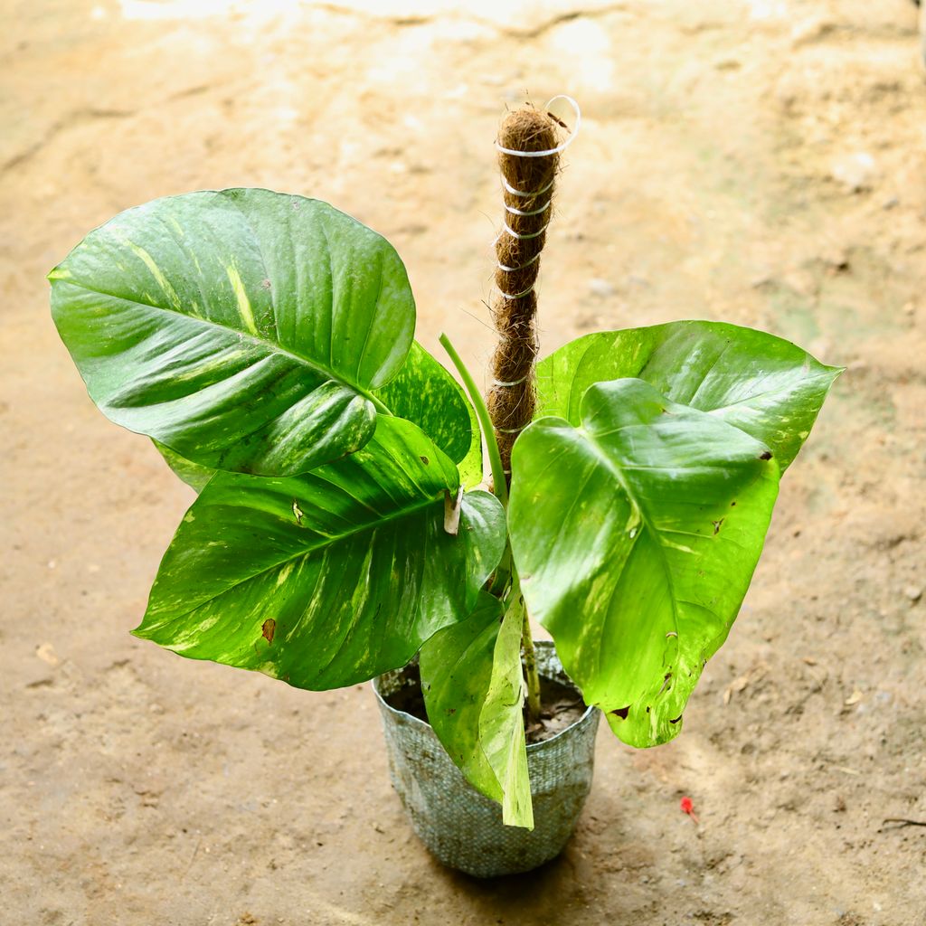 Money Plant Big Leaf With 1 Ft Moss Stick in 7 Inch Nursery Bag