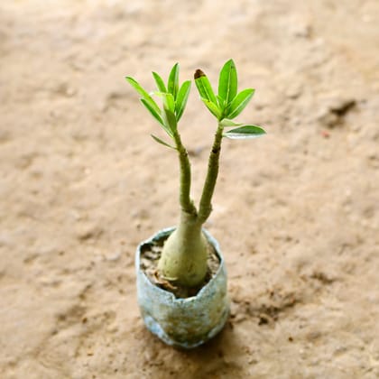 Buy Adenium Bonsai (Any Colour) in 4 Inch Nursery Bag Online | Urvann.com