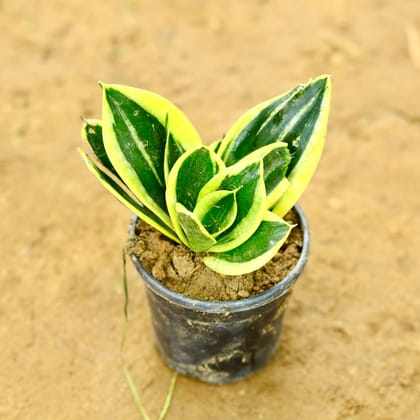 Snake Yellow in 4 Inch Nursery Pot