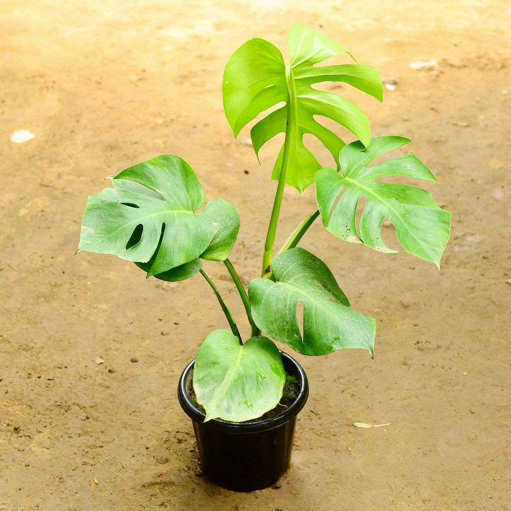 Monstera Deliciosa in 8 Inch Nursery Pot