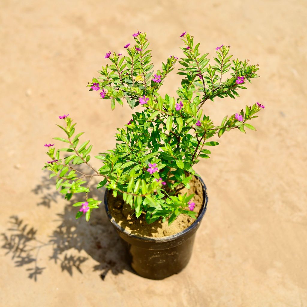 Cuphea / False Heather ( Any Colour)  in 5 Inch Nursery Pot