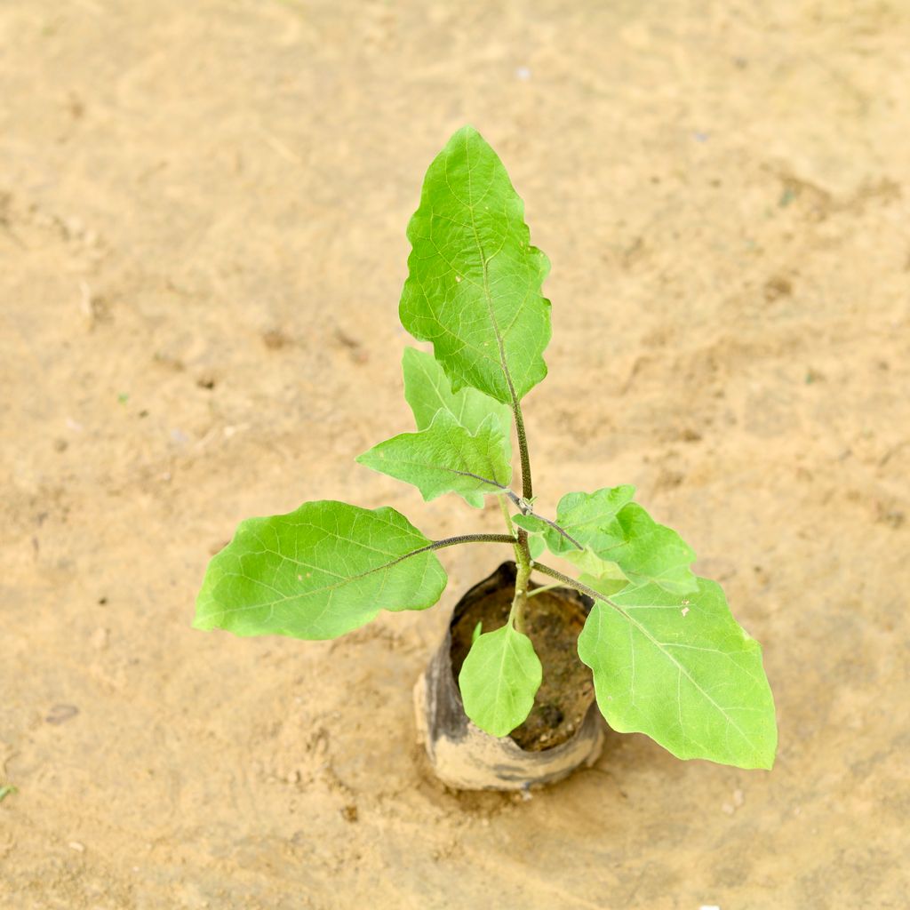 Baigan / Brinjal Plant in 4 inch Nursery Bag