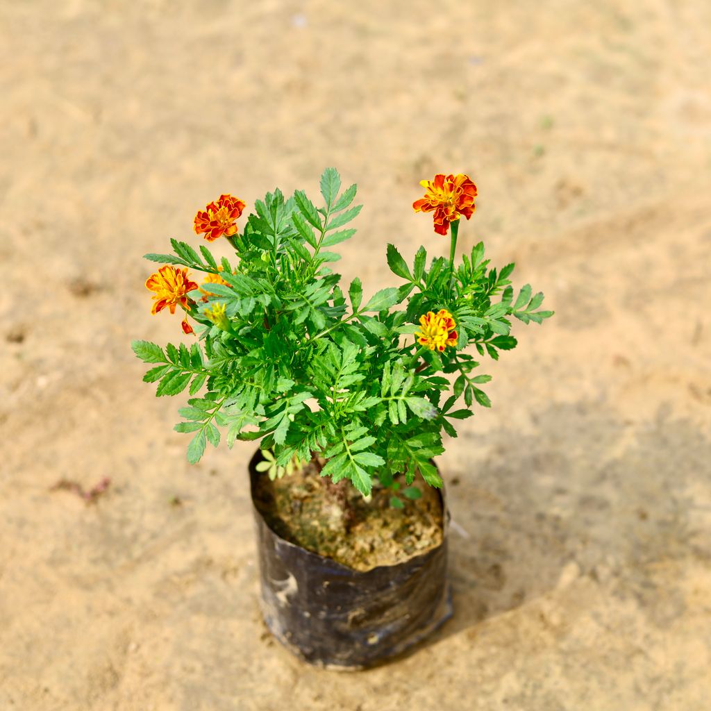 Marigold / Genda Jafri Red in 4 inch Nursery Bag