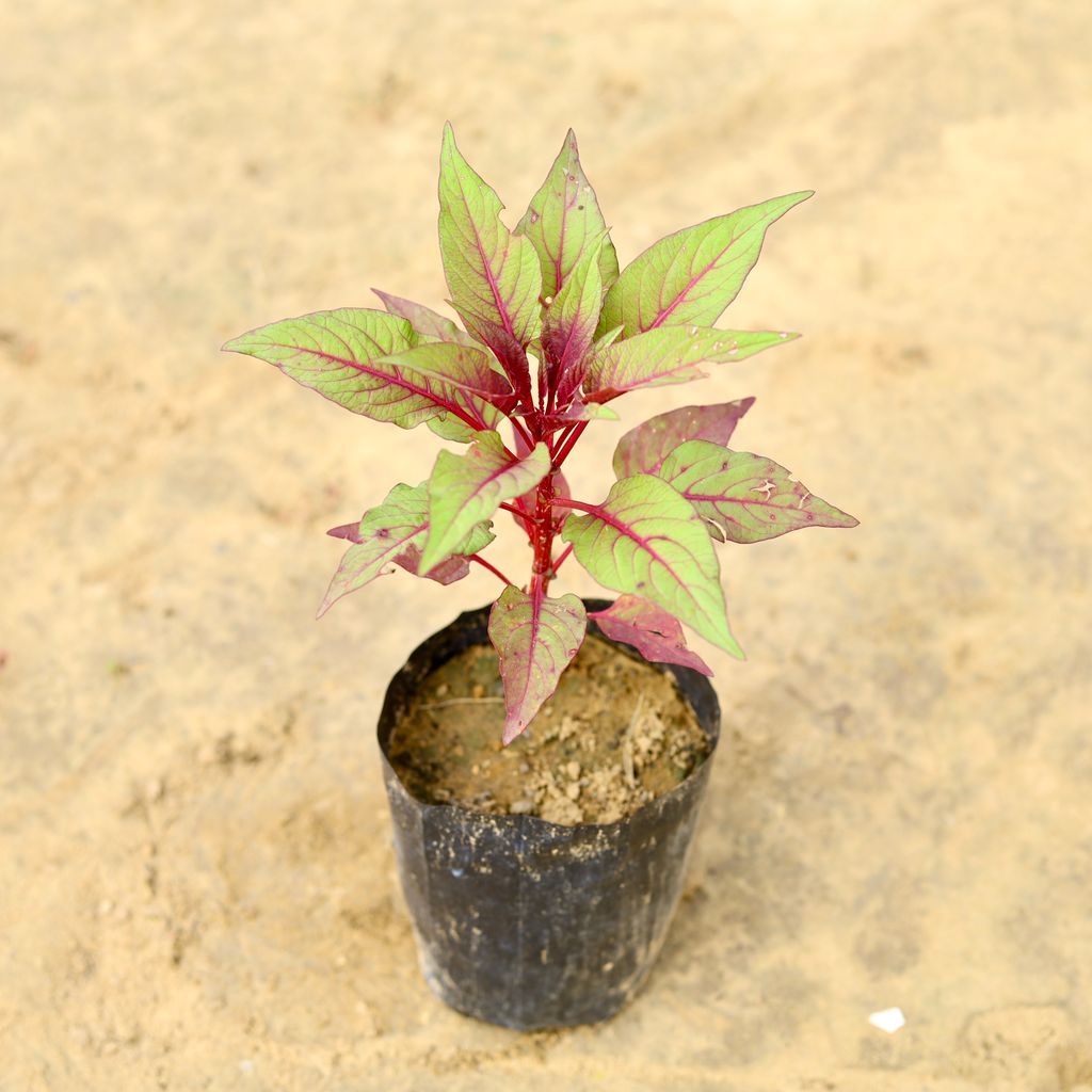 Celosia / Cockscomb (Any Colour) in 4 inch Nursery Bag