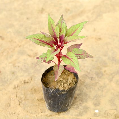 Buy Celosia / Cockscomb (Any Colour) in 4 inch Nursery Bag Online | Urvann.com