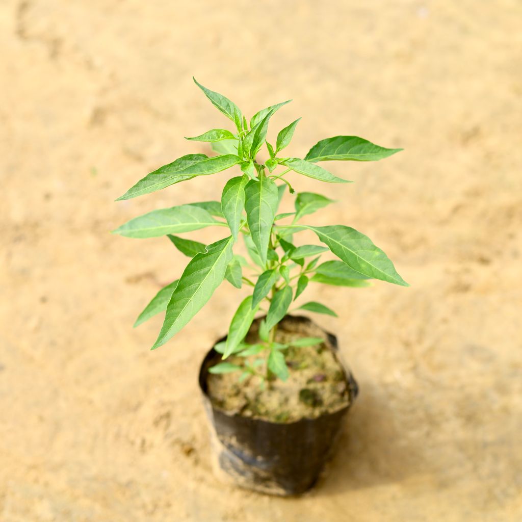 Mirchi / Chilli Plant in 4 inch Nursery Bag