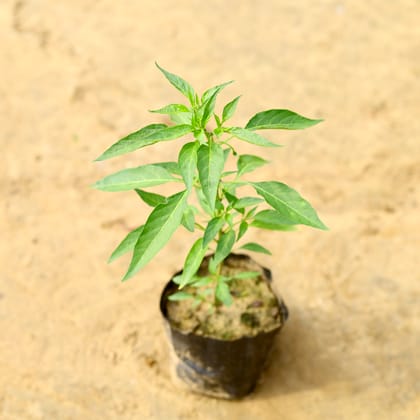 Buy Mirchi / Chilli Plant in 4 inch Nursery Bag Online | Urvann.com