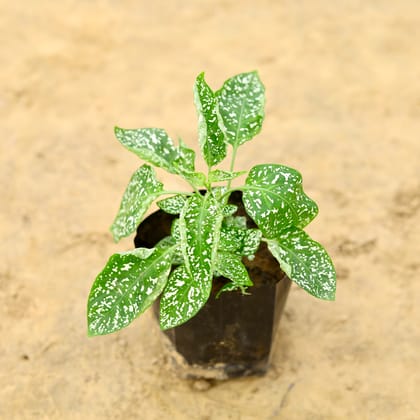 Buy Hypoestes / Polka Dot Green White in 4 inch Nursery Bag Online | Urvann.com