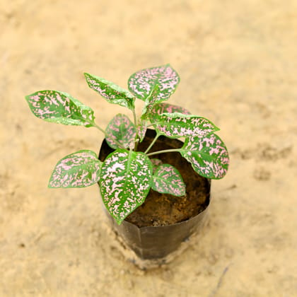 Buy Hypoestes / Polka Dot Pink in 4 inch Nursery Bag Online | Urvann.com