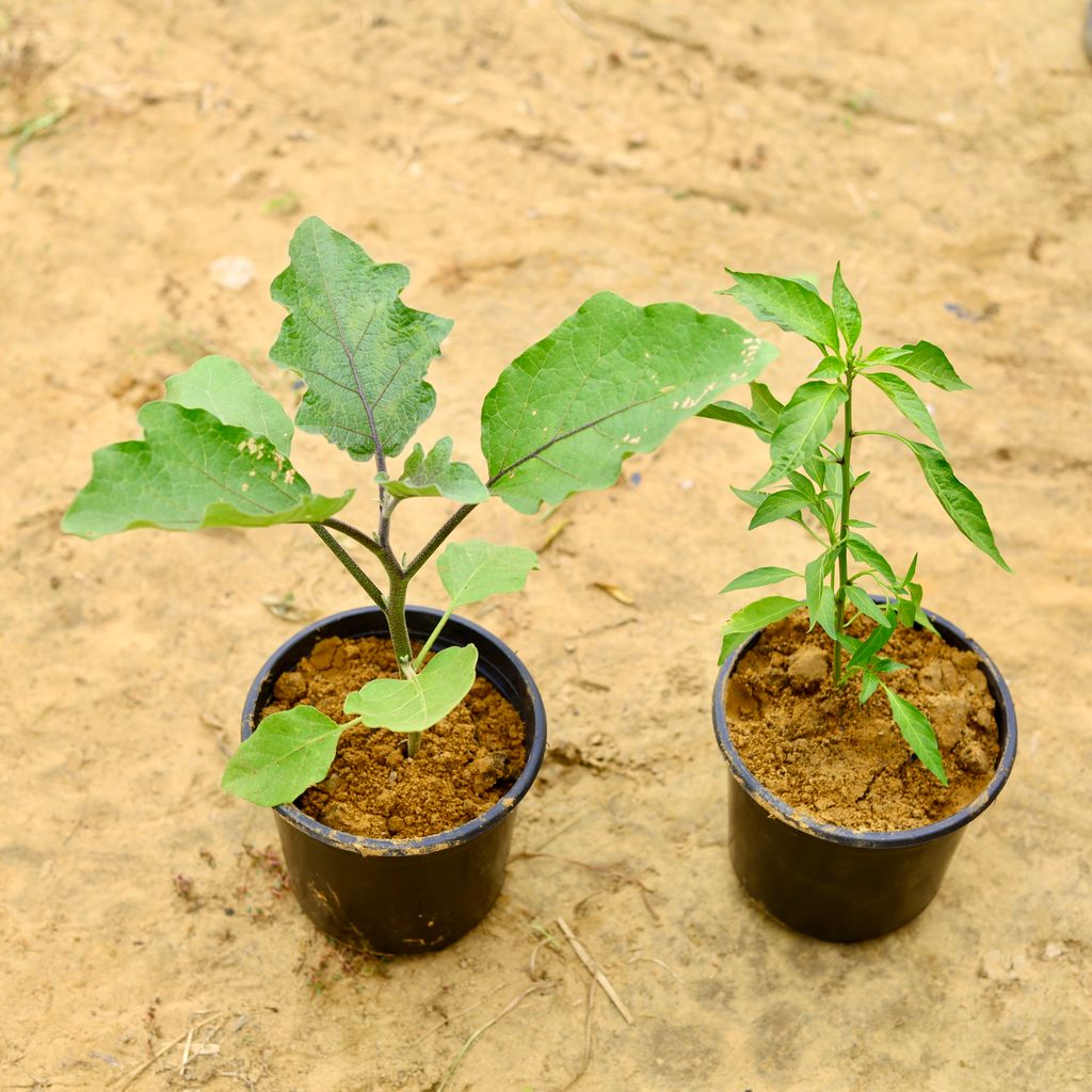 Set Of 2 - Baigan / Brinjal Plant & Mirchi / Chilli Plant in 6 inch Nursery Pot