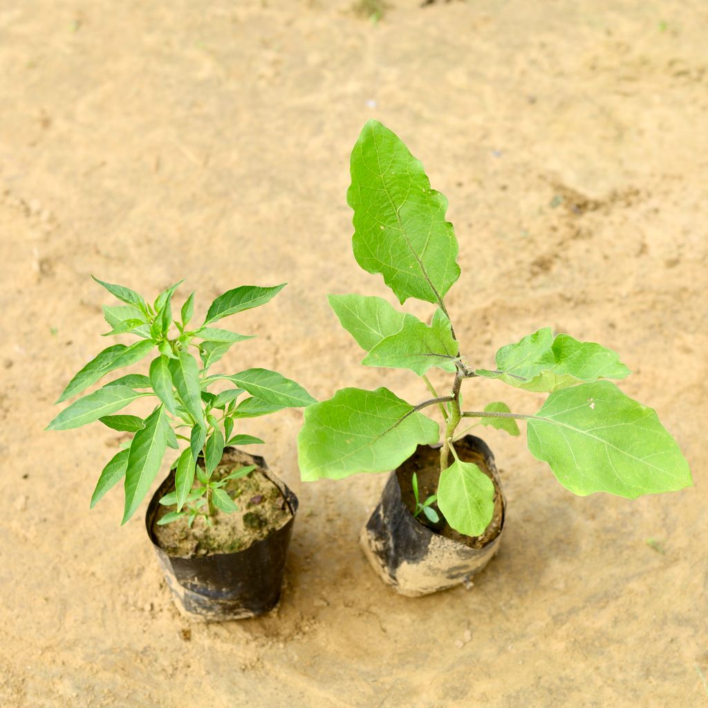 Set Of 2 - Baigan / Brinjal Plant & Mirchi / Chilli Plant in 4 inch Nursery Bag