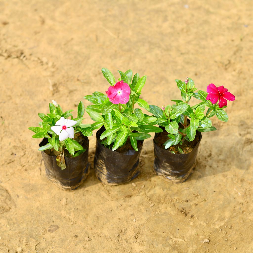 Set Of 3 - Periwinkle / Vinca / Sadabahar Desi (Any Colour) in 4 inch Nursery Bag