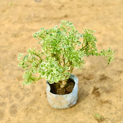 Buy Aralia Snow Bush in 4 inch Nursery Bag Online | Urvann.com