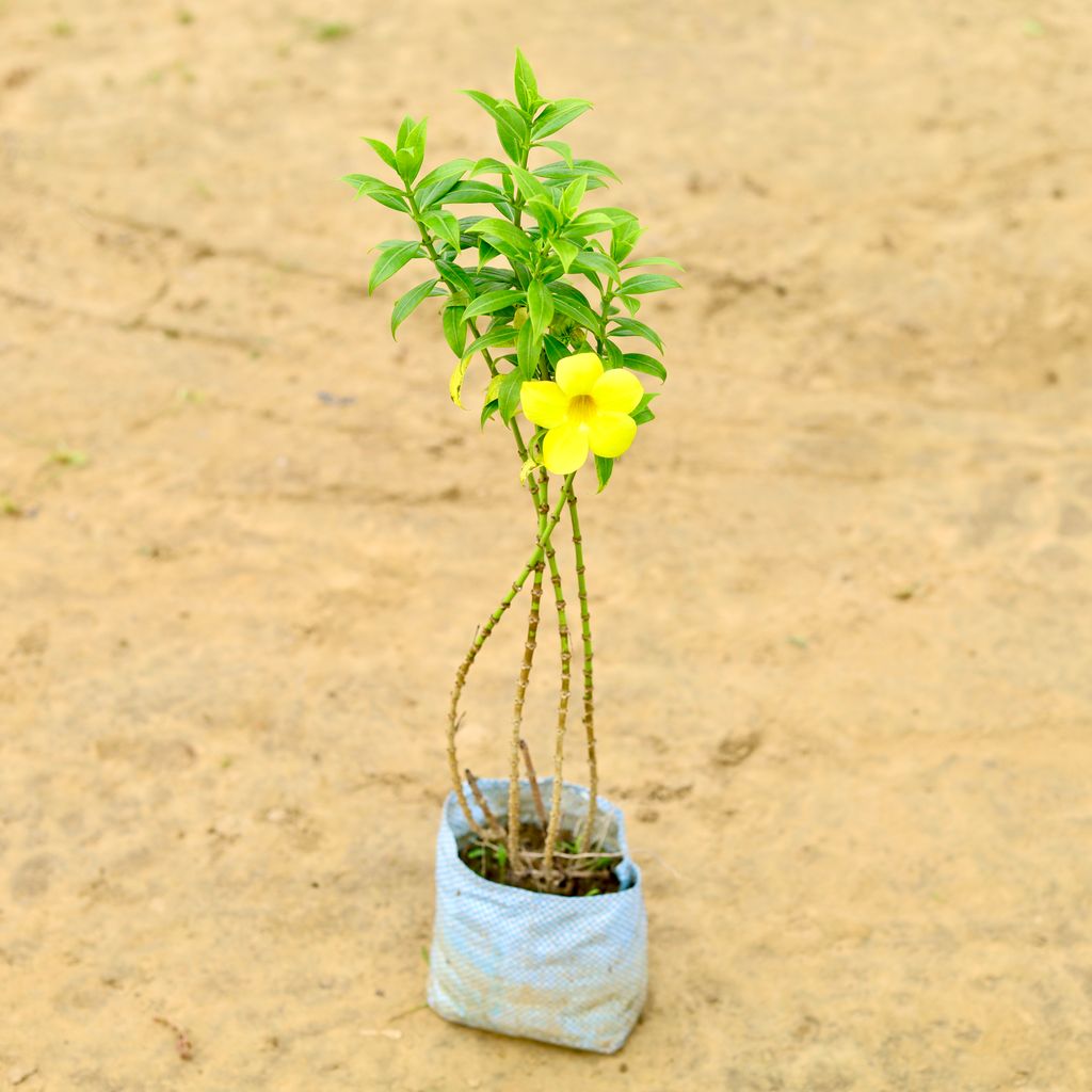 Allamanda Yellow in 7 inch Nursery Bag