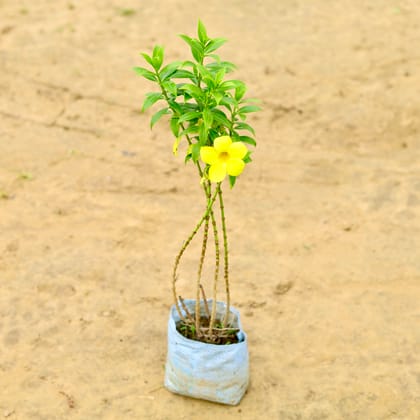 Buy Allamanda Yellow in 7 inch Nursery Bag Online | Urvann.com