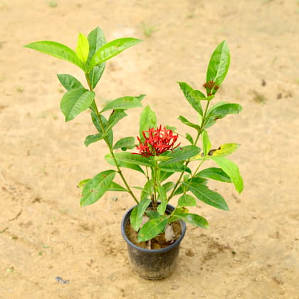 Buy Ixora Red in 6 inch Nursery Pot Online | Urvann.com