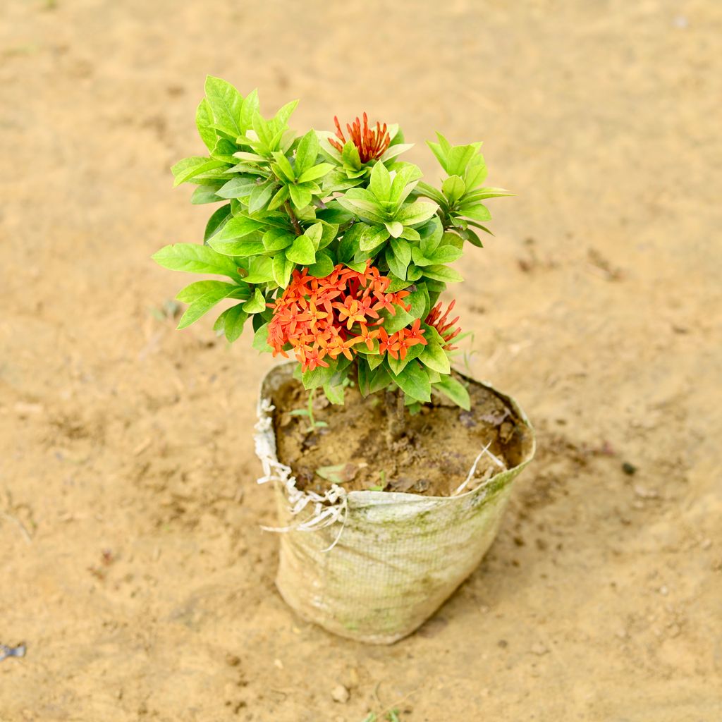 Ixora Dwarf Red in 7 inch Nursery Bag