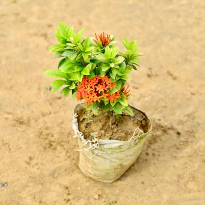 Buy Ixora Dwarf Red in 7 inch Nursery Bag Online | Urvann.com