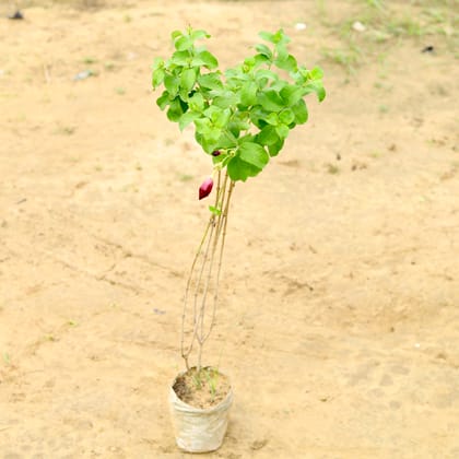 Buy Allamanda Bel / Creeper Red in 7 inch Nursery Bag Online | Urvann.com