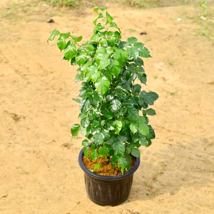 Buy Radermachera / China Doll in 12 inch Nursery Pot Online | Urvann.com