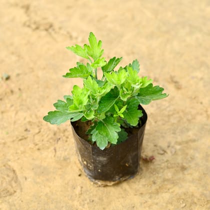 Chrysanthemum / Guldaudi / Guldawari (any colour) in 3 Inch Nursery Bag