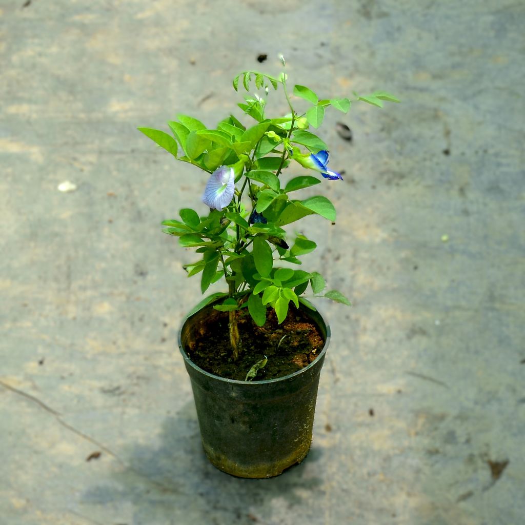 Aparajita Blue in 4 Inch Nursery Pot