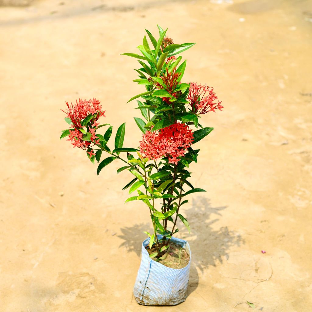 Ixora Red in 5 Inch Nursery Bag