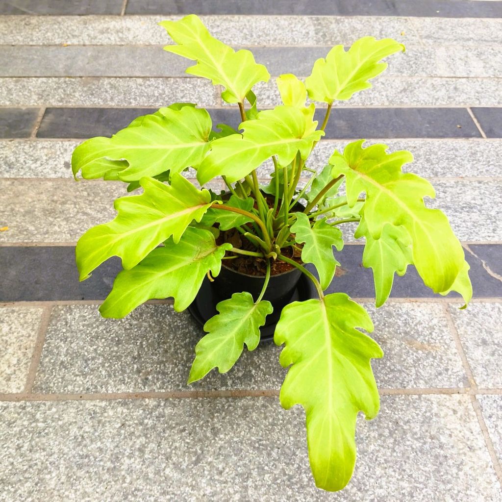 Philodendron Golden in 5 Inch Nursery Pot