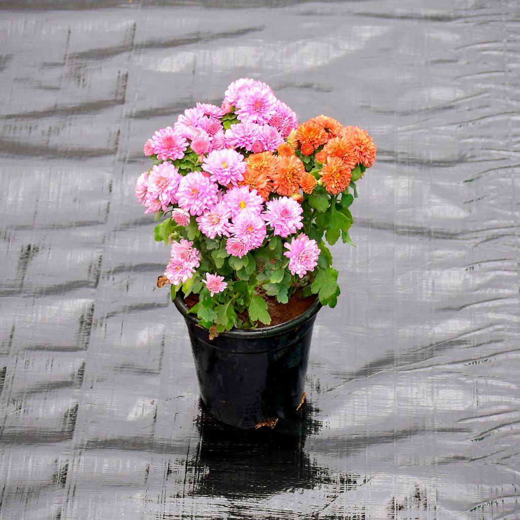 Chrysanthemum / Guldaudi (Any Colour) in 4 Inch Nursery Pot