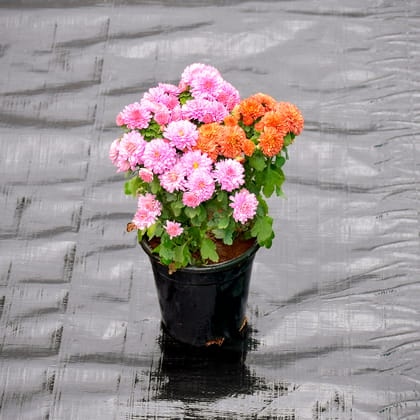 Buy Chrysanthemum / Guldaudi (Any Colour) in 4 Inch Nursery Pot Online | Urvann.com