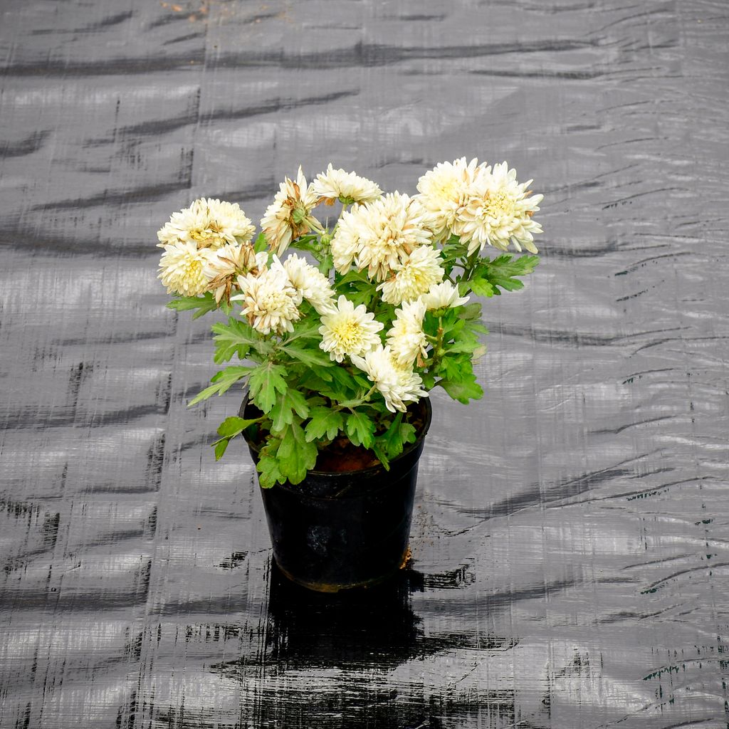 Chrysanthemum / Guldaudi White in 4 Inch Nursery Pot