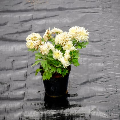 Buy Chrysanthemum / Guldaudi White in 4 Inch Nursery Pot Online | Urvann.com