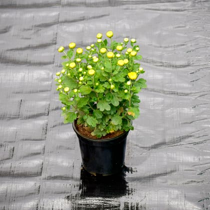 Buy Chrysanthemum / Guldaudi Yellow in 4 Inch Nursery Pot Online | Urvann.com