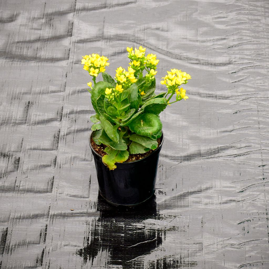 Kalanchoe Yellow Succulent in 4 Inch Nursery Pot