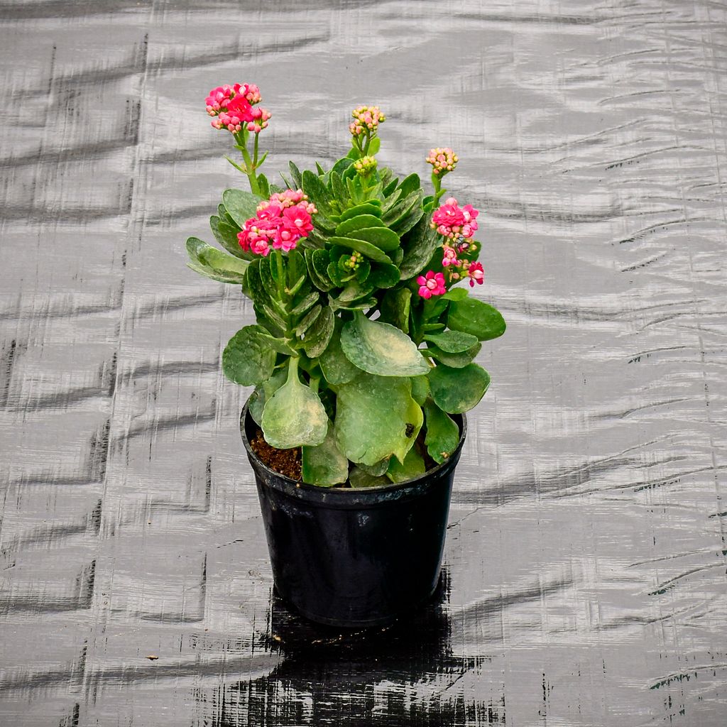 Kalanchoe Pink Succulent in 4 Inch Nursery Pot