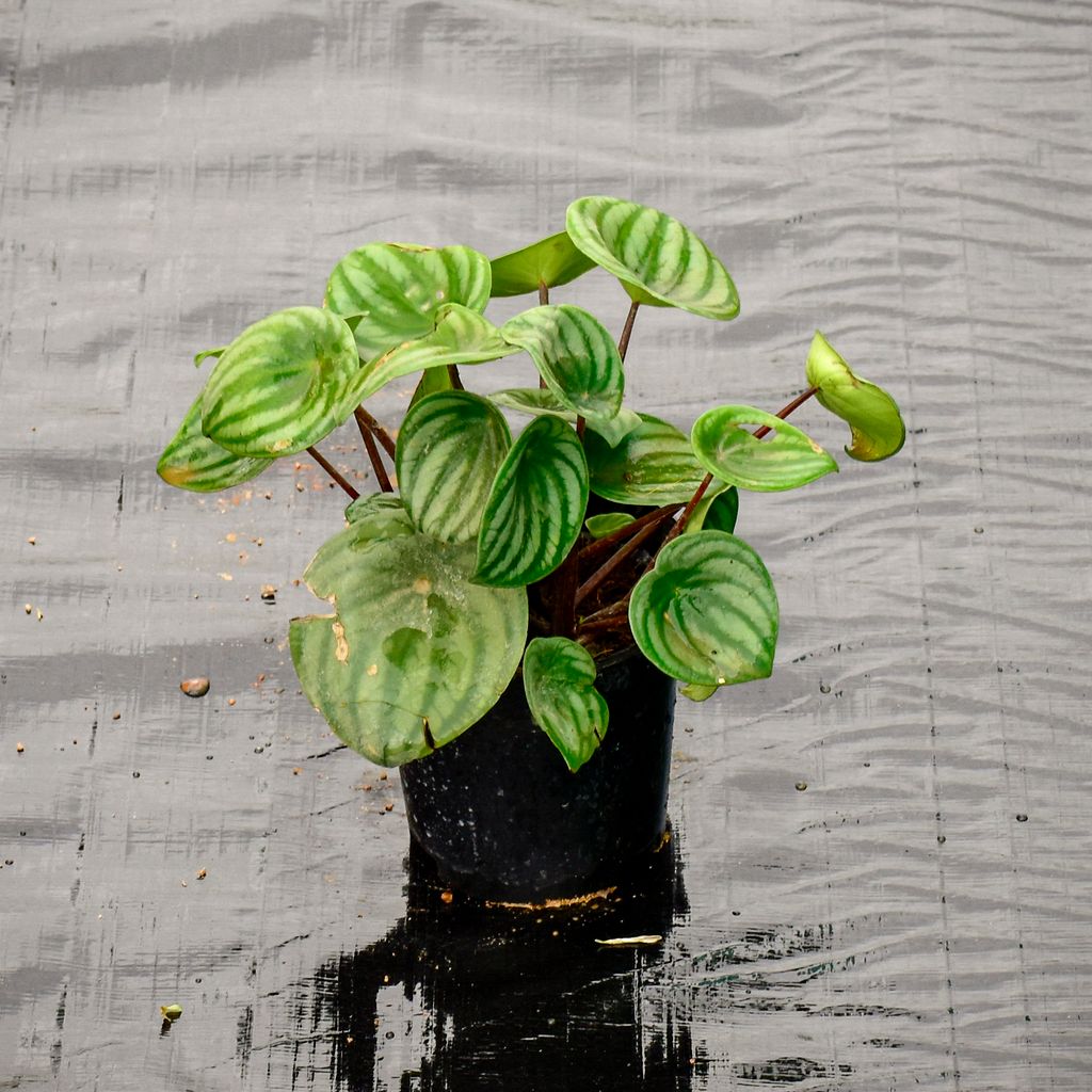 Peperomia / Radiator Plant Watermelon in 4 Inch Nursery Pot