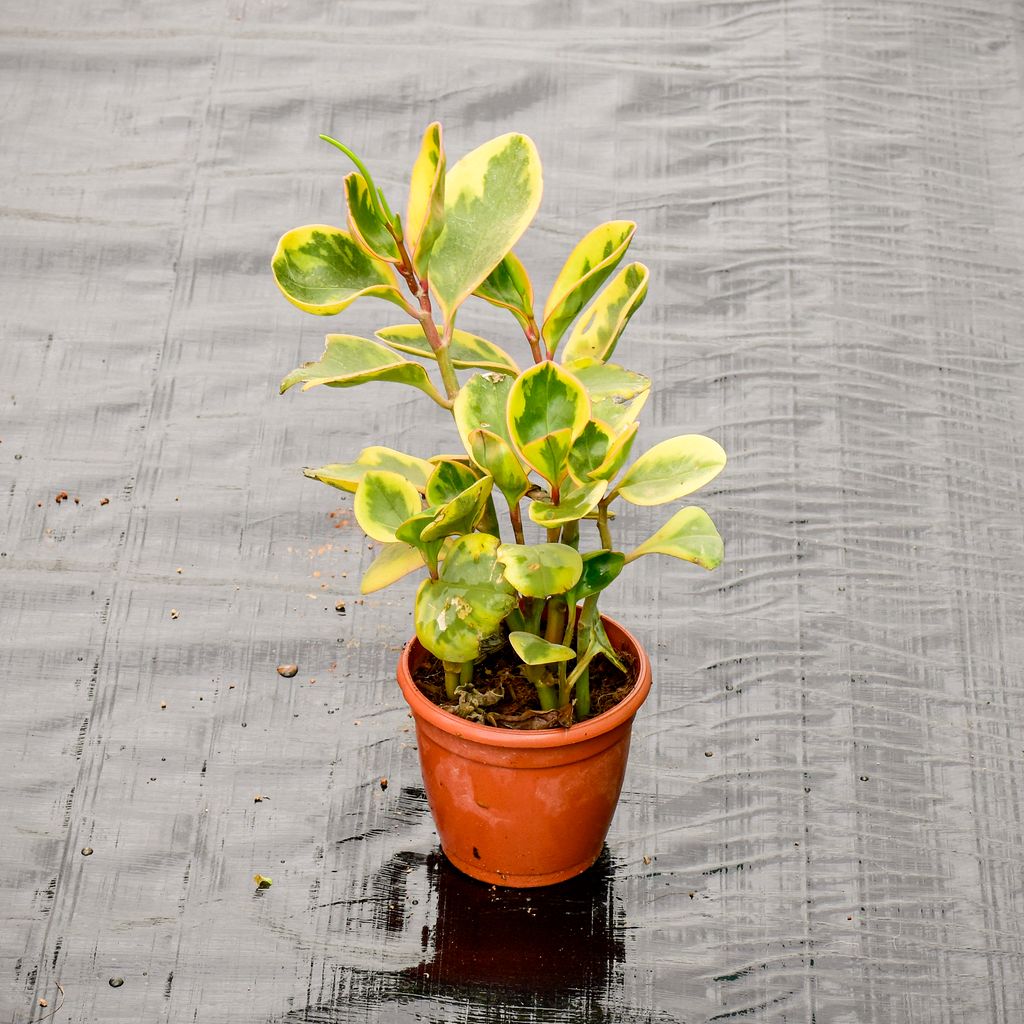 Peperomia / Radiator Plant Variegated in 4 Inch Nursery Pot