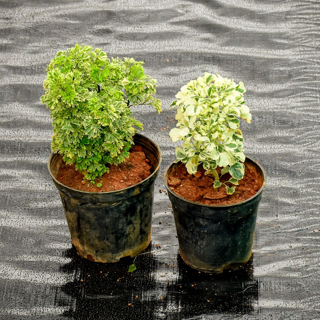 Set Of 2 - Aralia (White & Green) in 5 Inch Nursery Pot