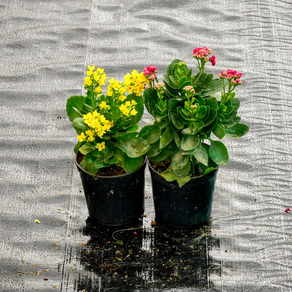 Set Of 2 Kalanchoe (Pink & Yellow) in 4 Inch Nursery Pot