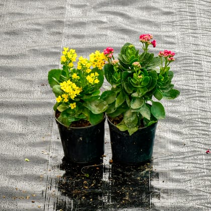 Buy Set Of 2 Kalanchoe (Pink & Yellow) in 4 Inch Nursery Pot Online | Urvann.com