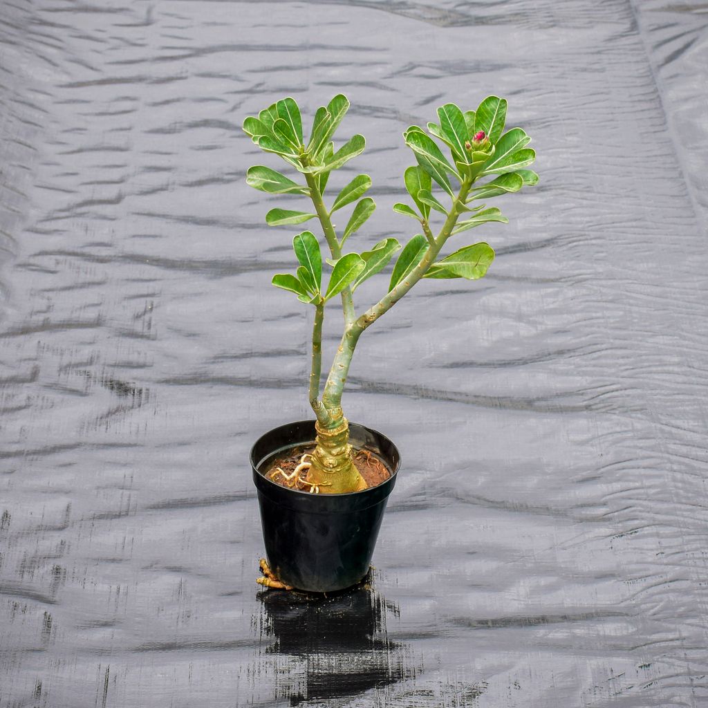 Adenium (Any Colour) in 5 Inch Nursery Pot