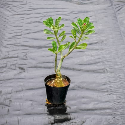 Buy Adenium (Any Colour) in 5 Inch Nursery Pot Online | Urvann.com