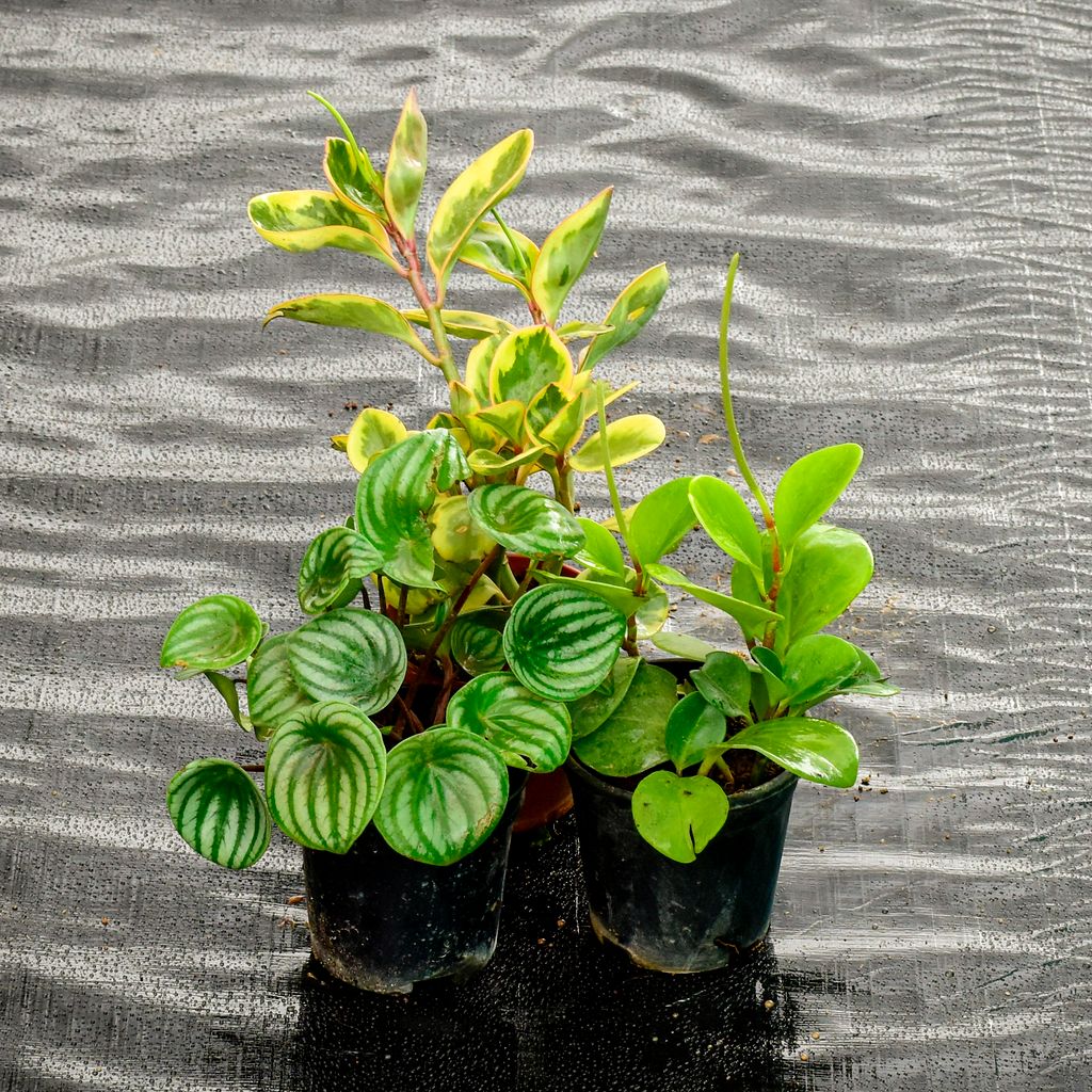 Set Of 3 - Peperomia / Radiator Plant (Green, Whitepink & Watermelon) in 4 Inch Nursery Pot